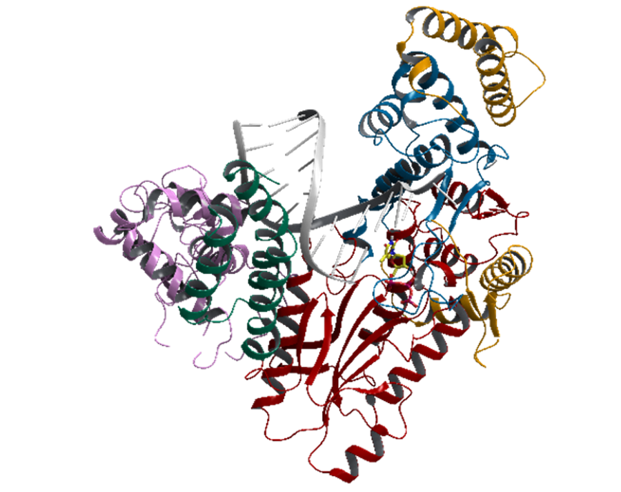 Breakthrough Line 1 Reverse Transcriptase Structure Published In Nature Breakthrough Line 1 Reverse Transcriptase Structure Published In Nature